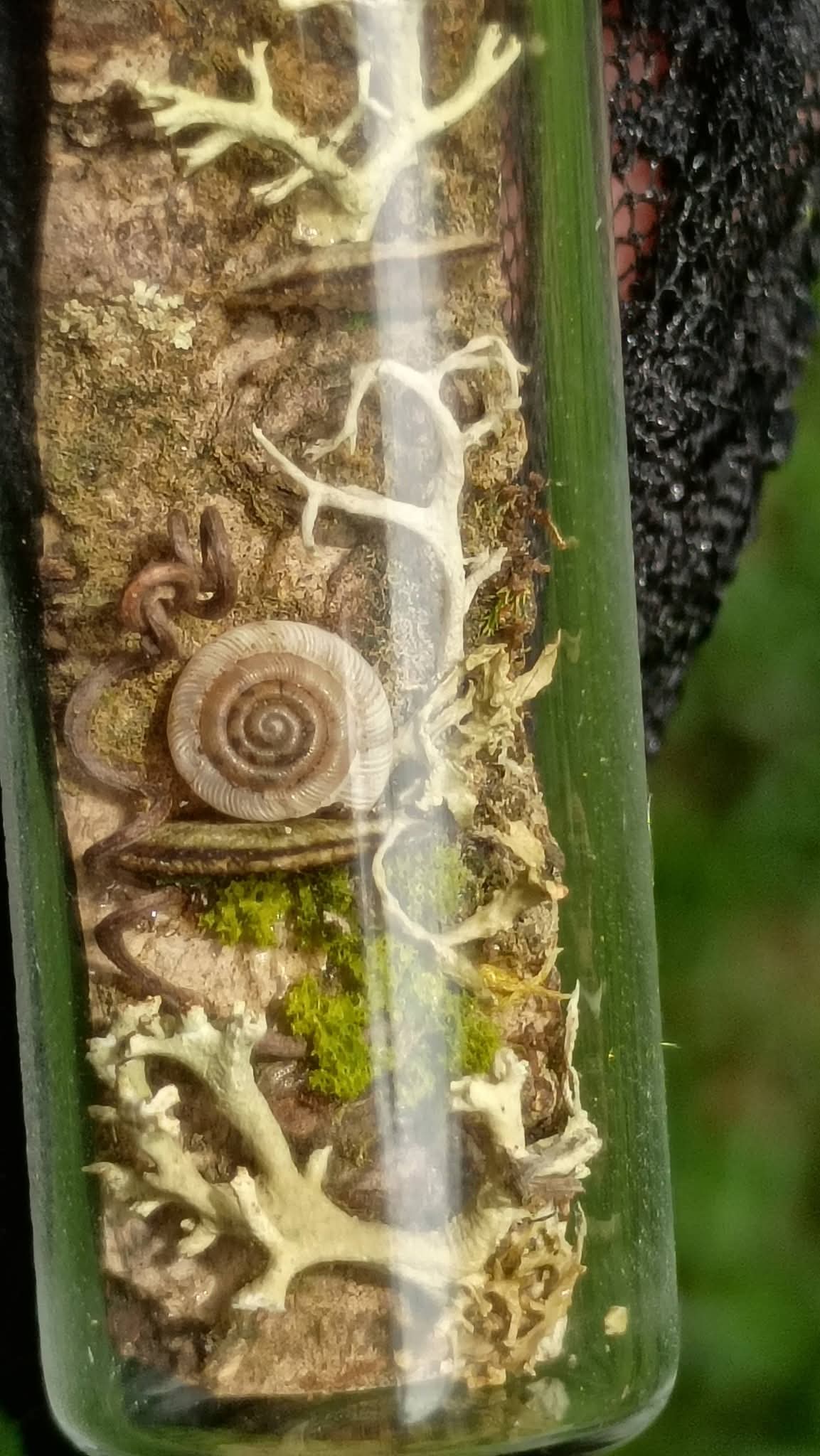 Tiny Timber Hollow